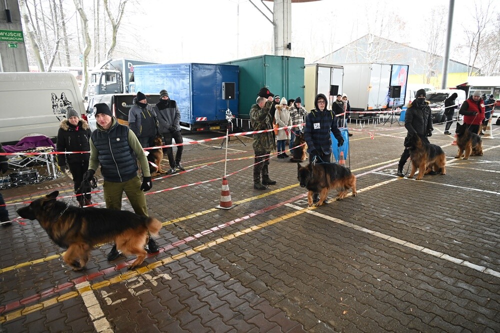 Na Terenach Targowych w Wirku odbyła się w niedzielę V Mikołajkowa Wystawa Owczarków Niemieckich. Pokazom psów towarzyszyła zbiórka prezentów świątecznych dla dzieci z placówek opiekuńczo-wychowawczych w Rudzie Śląskiej.

fot. UM Ruda Śląska