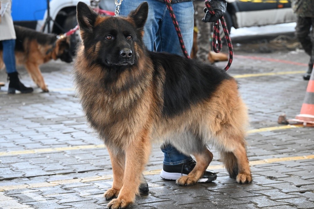 Na Terenach Targowych w Wirku odbyła się w niedzielę V Mikołajkowa Wystawa Owczarków Niemieckich. Pokazom psów towarzyszyła zbiórka prezentów świątecznych dla dzieci z placówek opiekuńczo-wychowawczych w Rudzie Śląskiej.

fot. UM Ruda Śląska