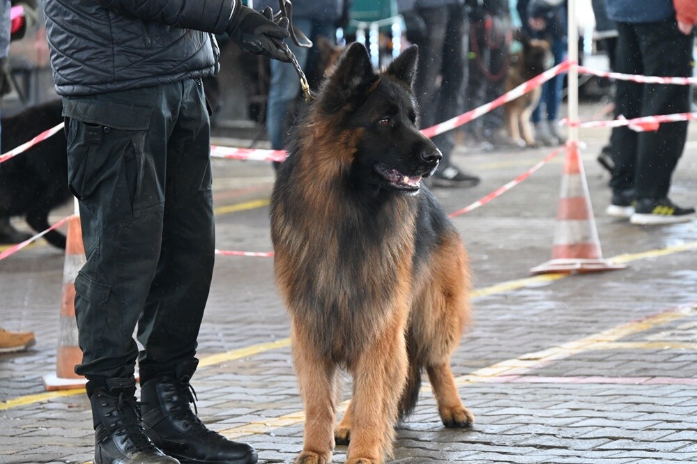 Na Terenach Targowych w Wirku odbyła się w niedzielę V Mikołajkowa Wystawa Owczarków Niemieckich. Pokazom psów towarzyszyła zbiórka prezentów świątecznych dla dzieci z placówek opiekuńczo-wychowawczych w Rudzie Śląskiej.

fot. UM Ruda Śląska