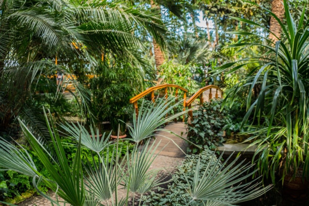 10 najciekawszych miejsc, które warto odwiedzić z dziećmi - Palmiarnia.