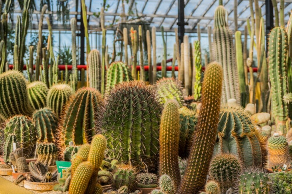 10 najciekawszych miejsc, które warto odwiedzić z dziećmi - Palmiarnia.