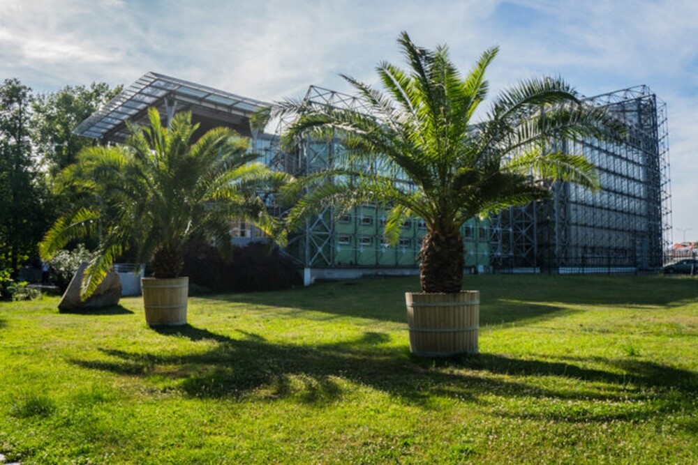 10 najciekawszych miejsc, które warto odwiedzić z dziećmi - Palmiarnia.