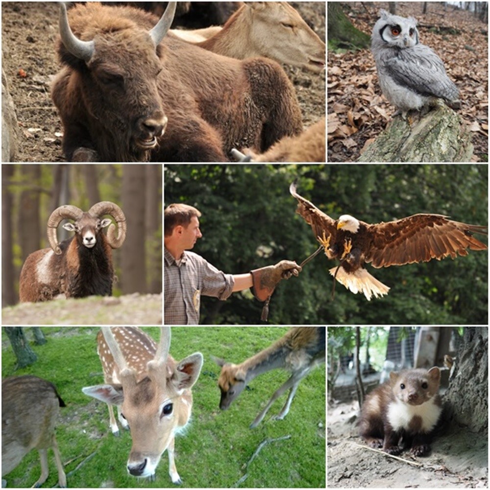 10 najciekawszych miejsc, które warto odwiedzić z dziećmi - Leśny Park Niespodzianek.