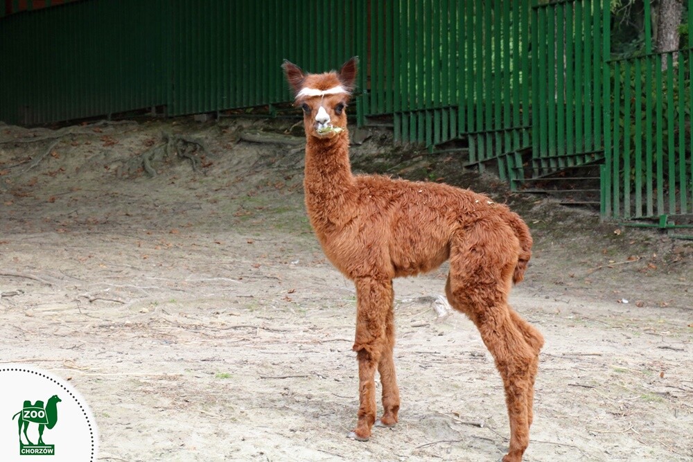 10 najciekawszych miejsc, które warto odwiedzić z dziećmi - ZOO.