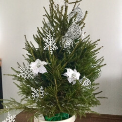 Czar świątecznego drzewka