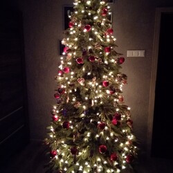 Czar świątecznego drzewka