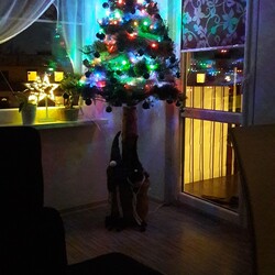 Czar świątecznego drzewka