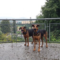 Mój Zwierzak - Mój Przyjaciel