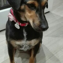 Mój Zwierzak - Mój Przyjaciel