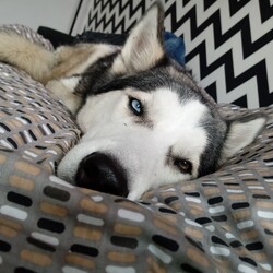 Mój Zwierzak - Mój Przyjaciel