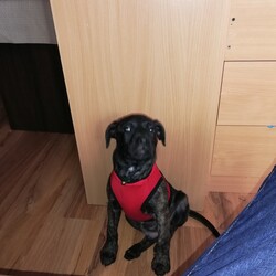 Mój Zwierzak - Mój Przyjaciel