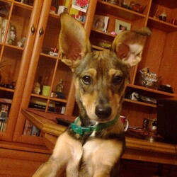 Mój Zwierzak - Mój Przyjaciel