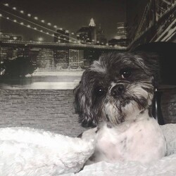 Mój Zwierzak - Mój Przyjaciel