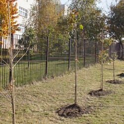Sto drzewek na stulecie odzyskania niepodległości w Polsce