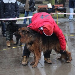 Wystawa owczarków niemieckich