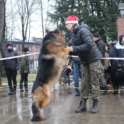 Wystawa owczarków niemieckich