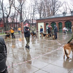 Wystawa owczarków niemieckich