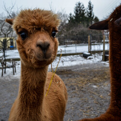 Karmiliśmy alpaki - w Kochłowicach!