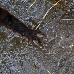 Karmiliśmy alpaki - w Kochłowicach!