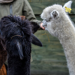 Karmiliśmy alpaki - w Kochłowicach!