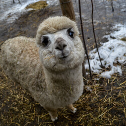 Karmiliśmy alpaki - w Kochłowicach!