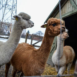 Karmiliśmy alpaki - w Kochłowicach!