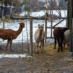 Karmiliśmy alpaki - w Kochłowicach!