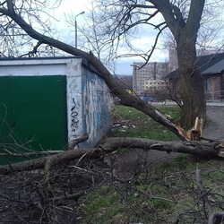 Skutki wichury w Rudzie Śląskiej