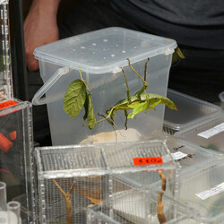 Giełda Terrarystyczna