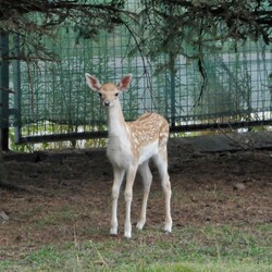 Daniele w Czarnym Lesie