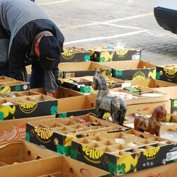 Giełda staroci i luftowanie szranków