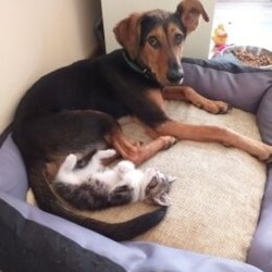 Pożar mieszkaniana ul. Energatyków