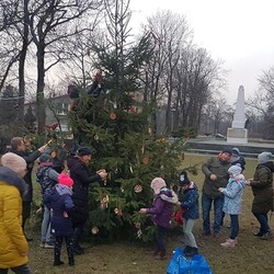Strojenie choinki na plantach