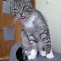 Światowy Dzień Zwierząt