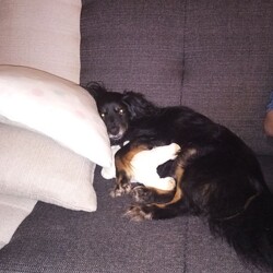 Światowy Dzień Zwierząt