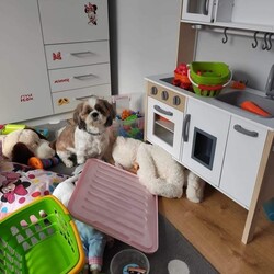 Światowy Dzień Zwierząt