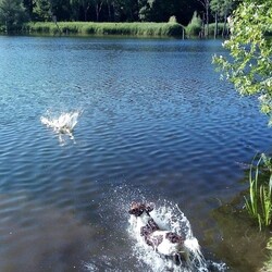 Światowy Dzień Zwierząt