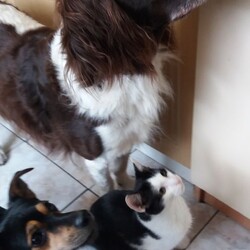 Światowy Dzień Zwierząt