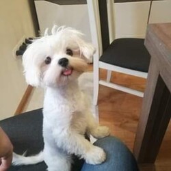 Światowy Dzień Zwierząt