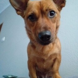 Światowy Dzień Zwierząt