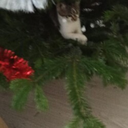 Świąteczny klimat w rudzkich domach