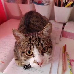 Konkurs zdjęciowy: Koty i ich psoty 2021