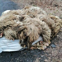 Makabryczne odkrycie w Rudzie Śląskiej