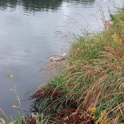 kontener w Kochłówce