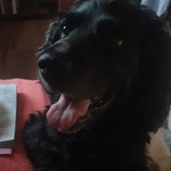 Światowy Dzień Zwierząt