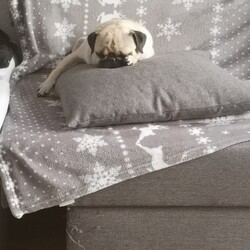 Światowy Dzień Zwierząt