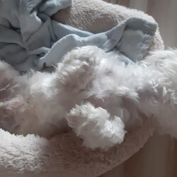 Światowy Dzień Zwierząt