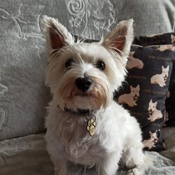 Światowy Dzień Zwierząt