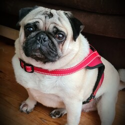 Światowy Dzień Zwierząt