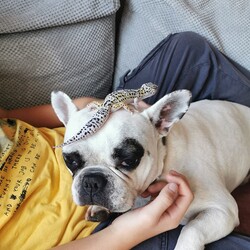 Światowy Dzień Zwierząt